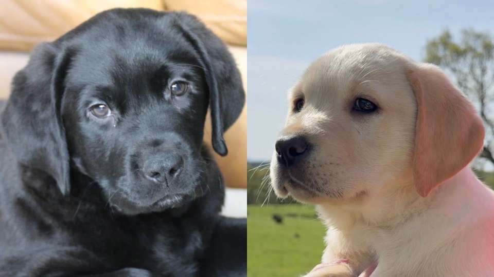 BLACK & YELLOW LABRADORS READY SEPTEMBER 25