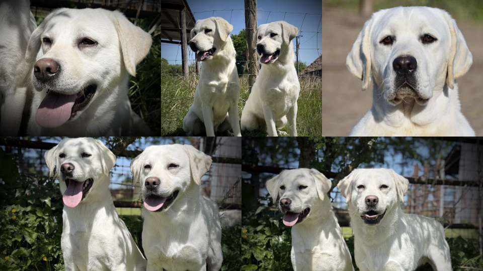 STUNNING WHITE LABRADORS DUE 10TH SEP 2025 £2000