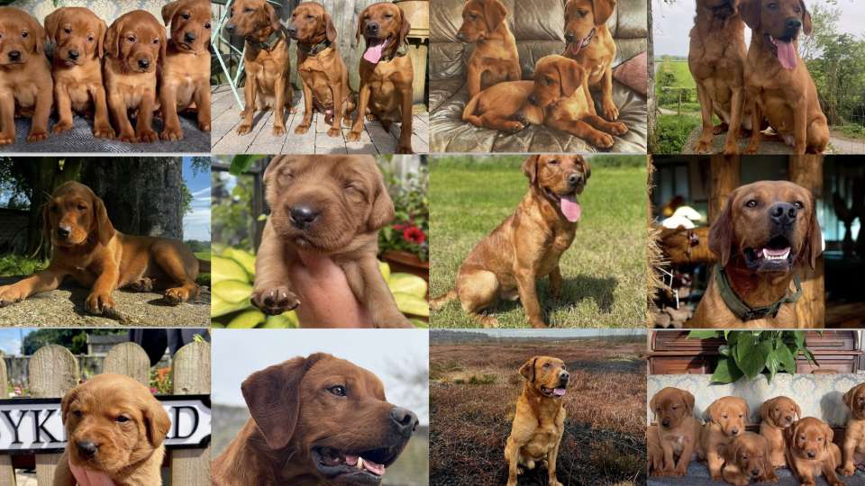 WAITING LIST OPEN FOR OUR NEXT LITTER OF FOX RED LABS DUE MID SEP 2025