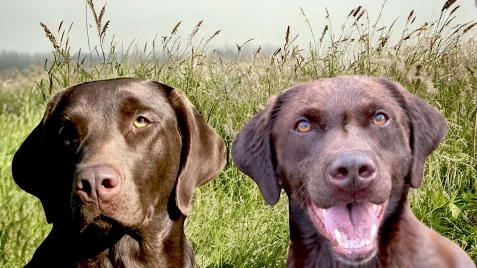 COMPREHENSIVELY HEALTH TESTED CHOC LABS -3 GIRLS AVAILABLE READY 7TH SEP